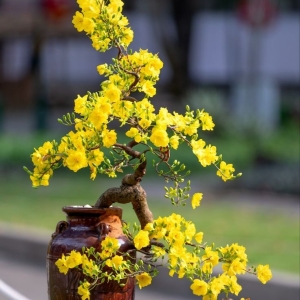 bi-quyet-cham-soc-cay-mai-vang-khoe-manh-no-hoa-dung-dip-tet