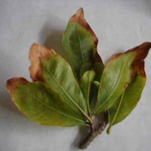 benh-chay-la-tren-cay-mai-nguyen-nhan-va-cach-khac-phuc-hieu-qua
